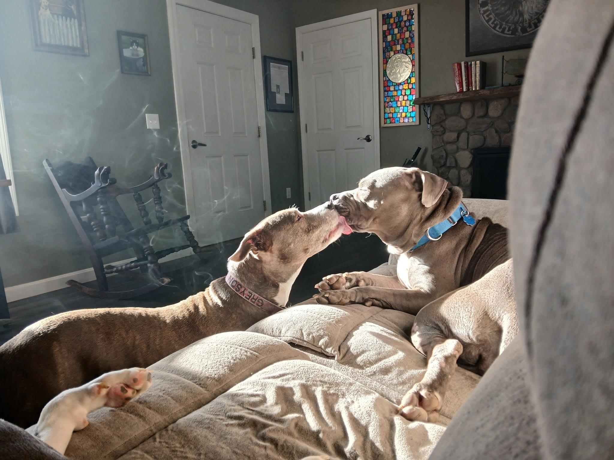 Enlarge Gracie, a Adoptable Pit Bull Terrier in Bowdoin, ME image 2/6