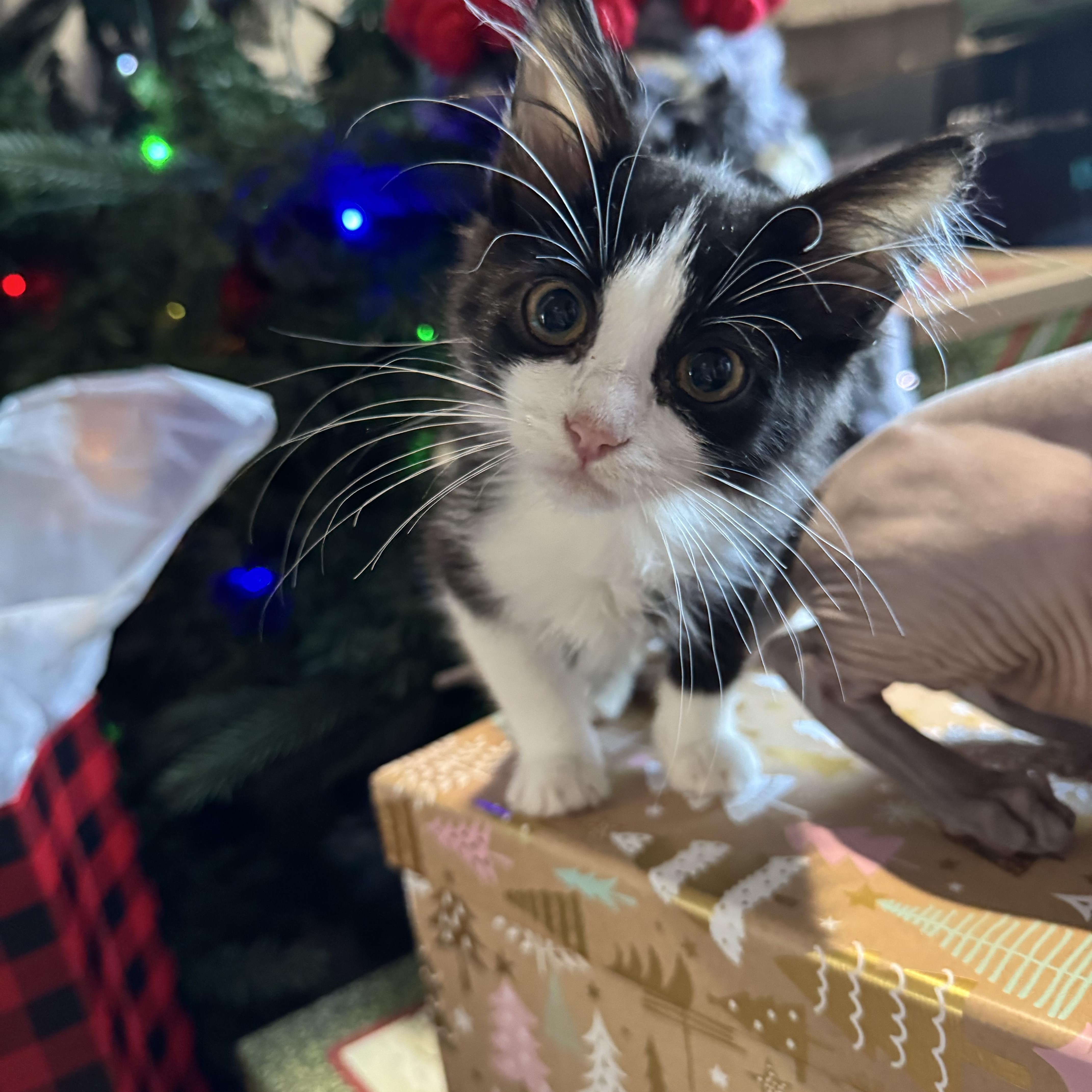 Enlarge Twisty, a ADOPTABLE Domestic Short Hair in North Richland Hills, TX image 3/5