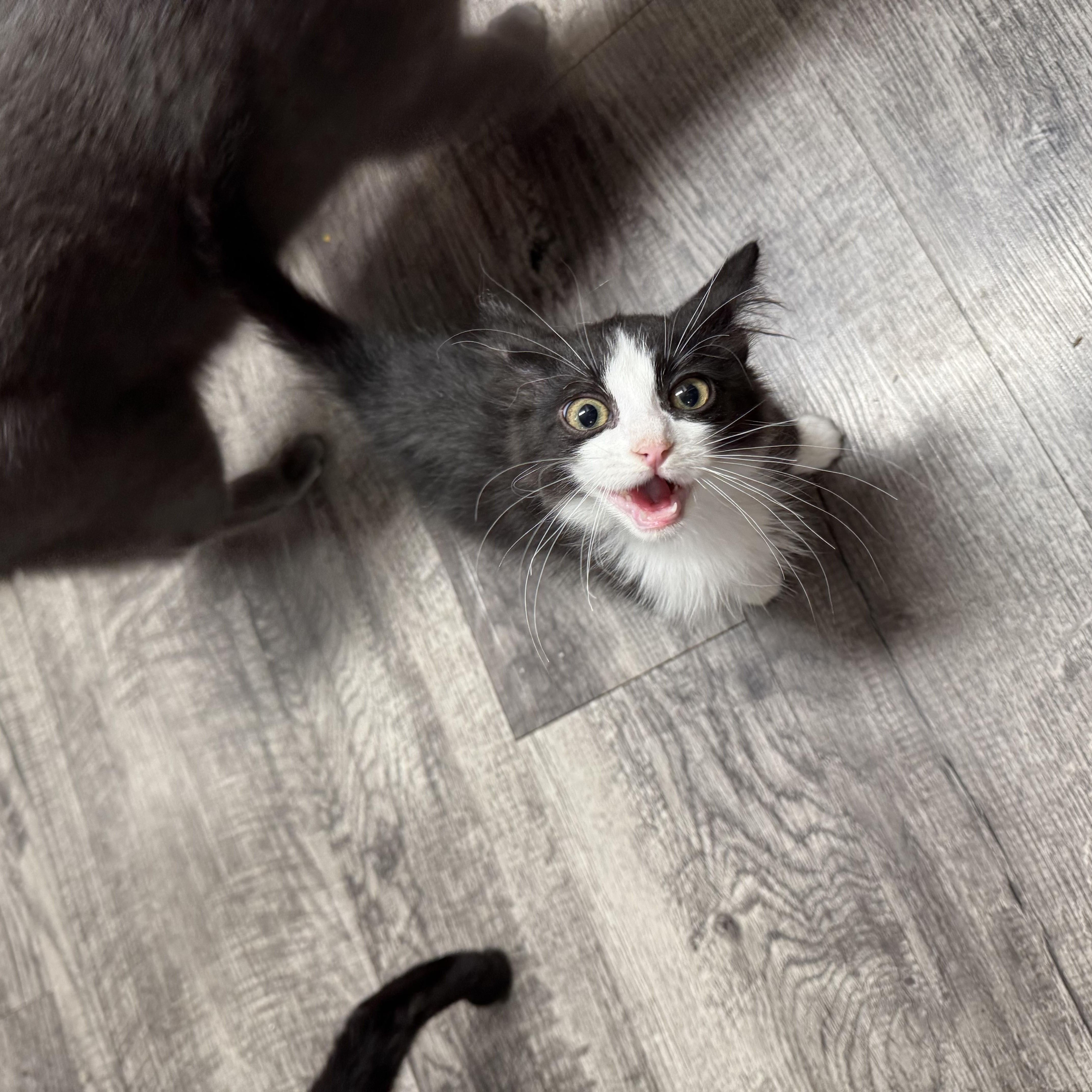 Enlarge Twisty, a ADOPTABLE Domestic Short Hair in North Richland Hills, TX image 2/5