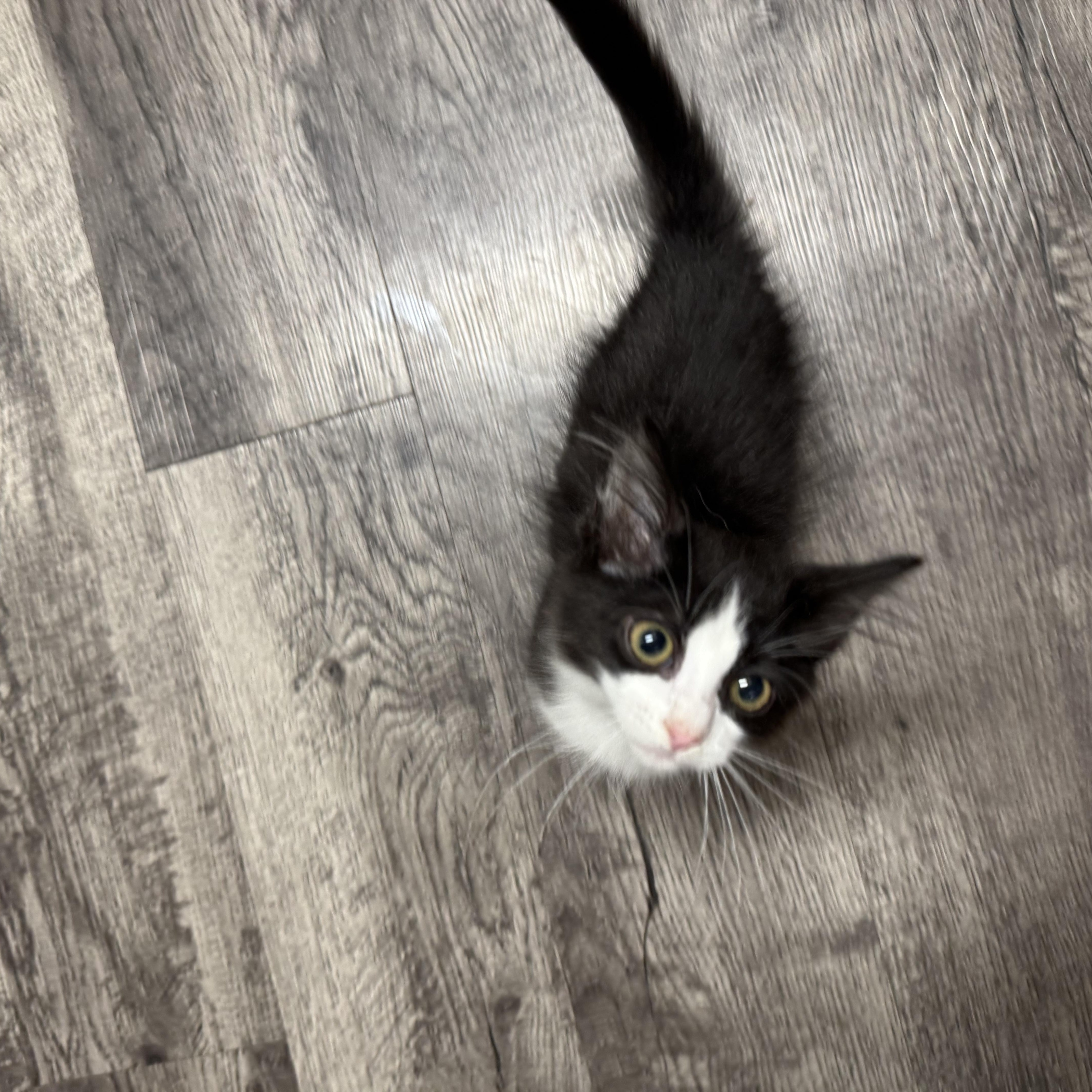 Twisty, ADOPTABLE, Kitten Male Domestic Short Hair.