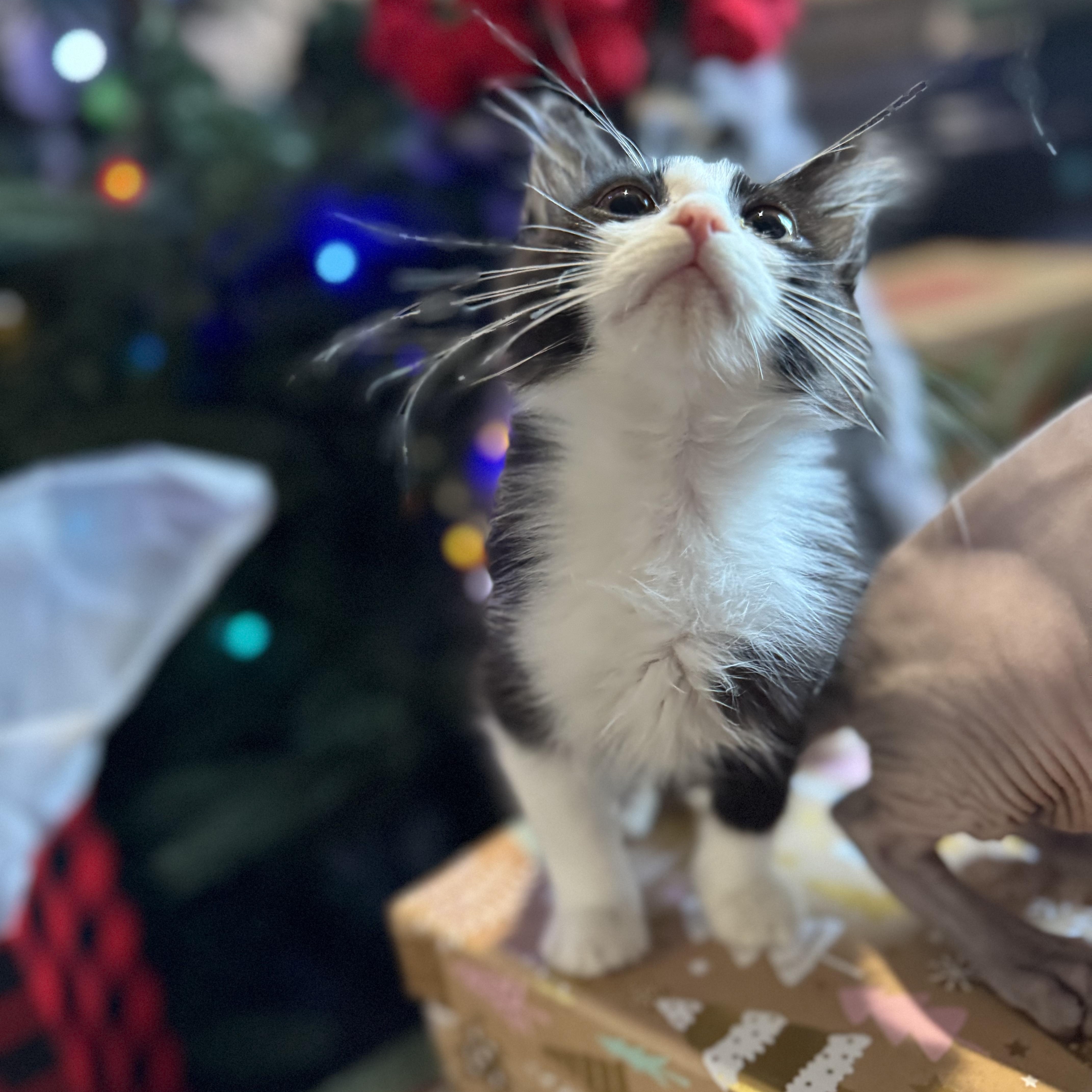 Enlarge Twisty, a ADOPTABLE Domestic Short Hair in North Richland Hills, TX image 4/5