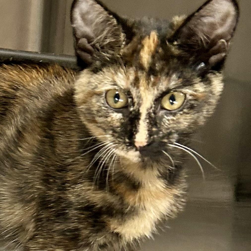Enlarge Darlin, a Adoptable Domestic Short Hair in Crestwood, MO image 6/6