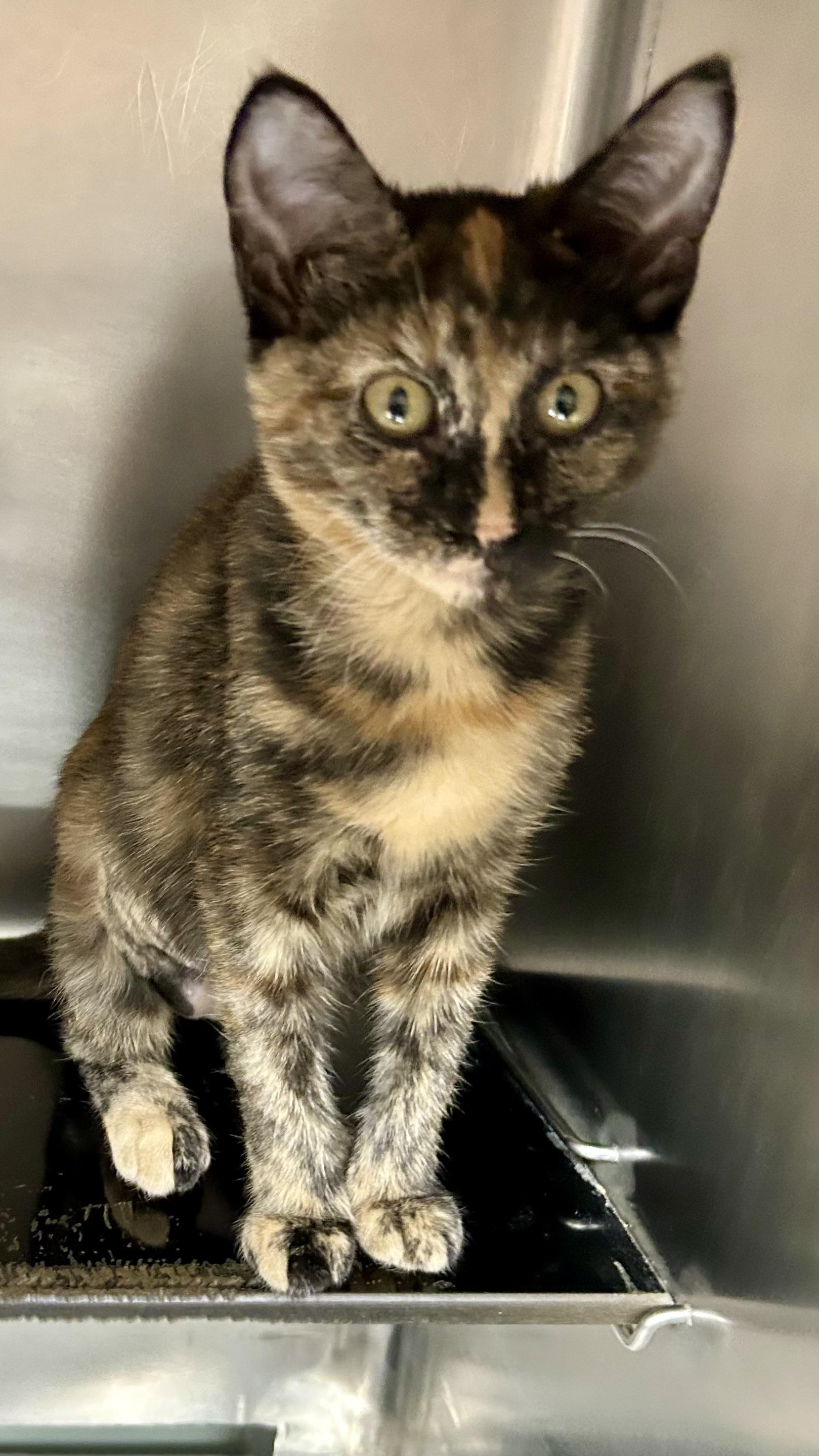 Enlarge Darlin, a Adoptable Domestic Short Hair in Crestwood, MO image 3/6