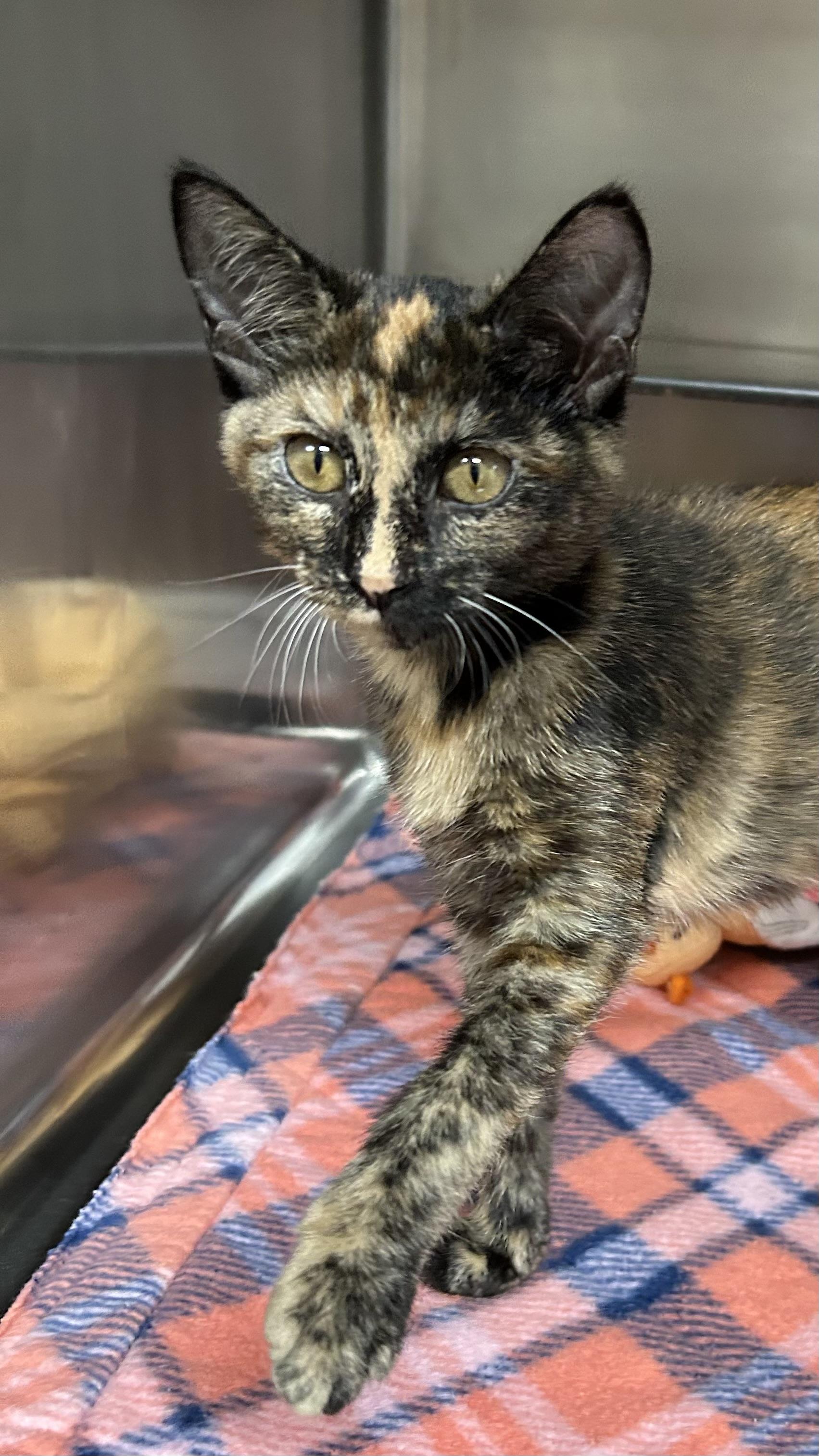 Enlarge Darlin, a Adoptable Domestic Short Hair in Crestwood, MO image 4/6