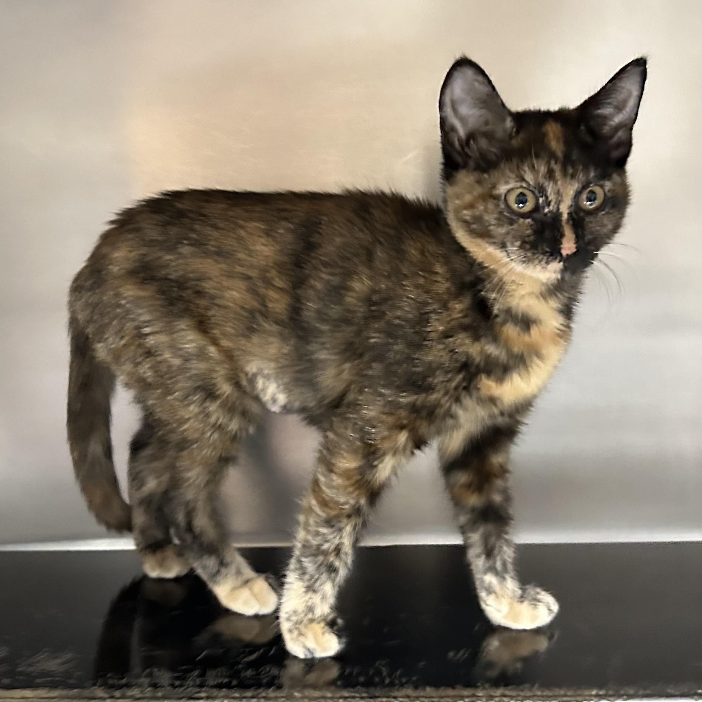 Darlin, Adoptable, Kitten Female Domestic Short Hair.