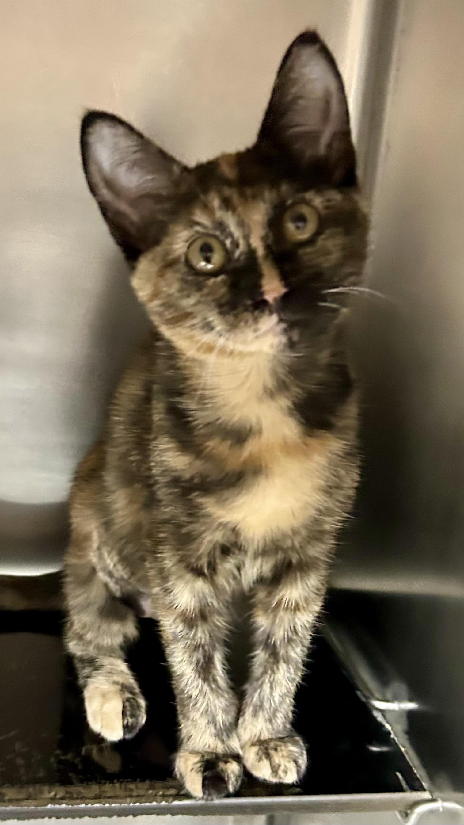 Enlarge Darlin, a Adoptable Domestic Short Hair in Crestwood, MO image 2/6