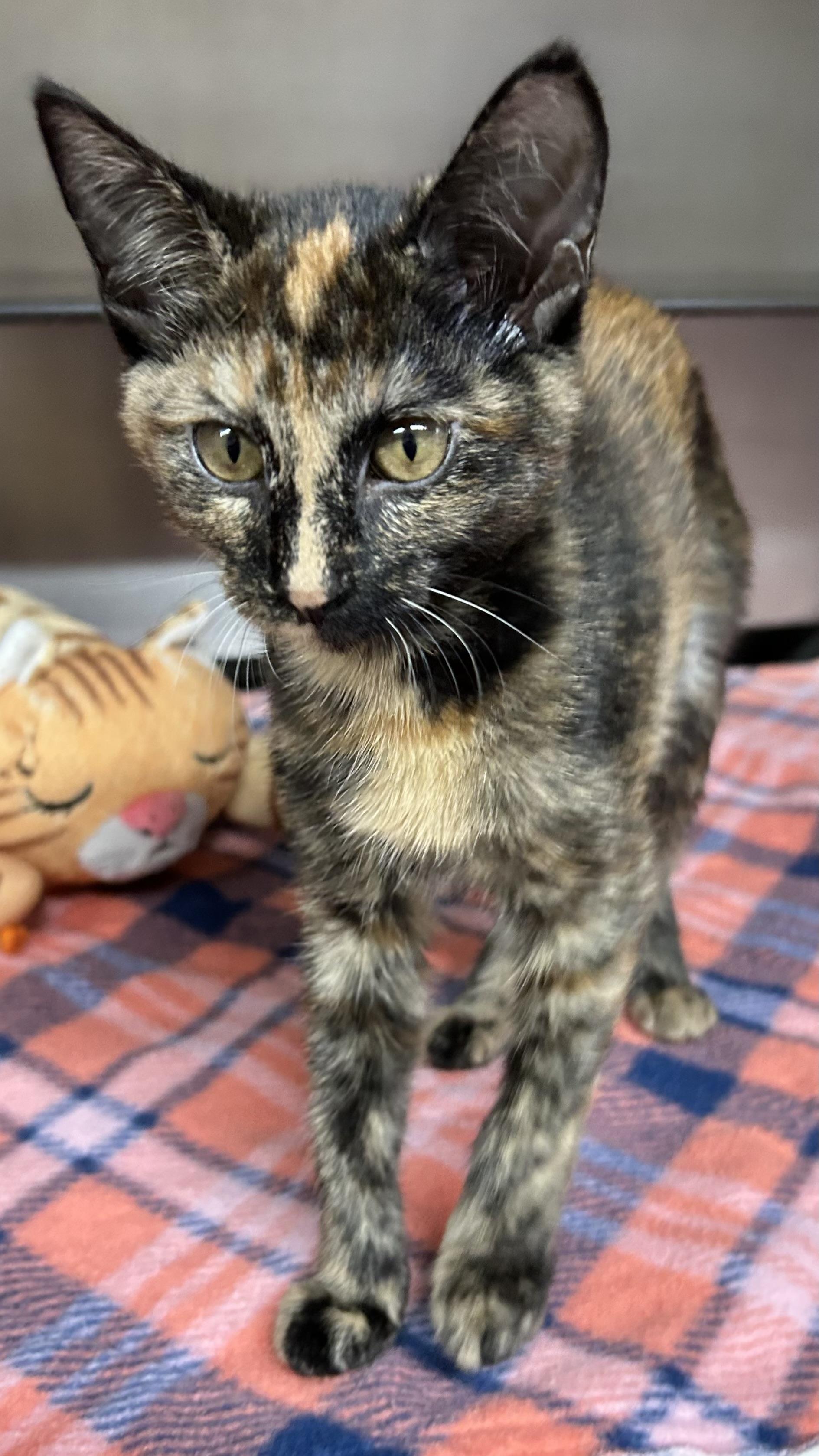 Enlarge Darlin, a Adoptable Domestic Short Hair in Crestwood, MO image 5/6