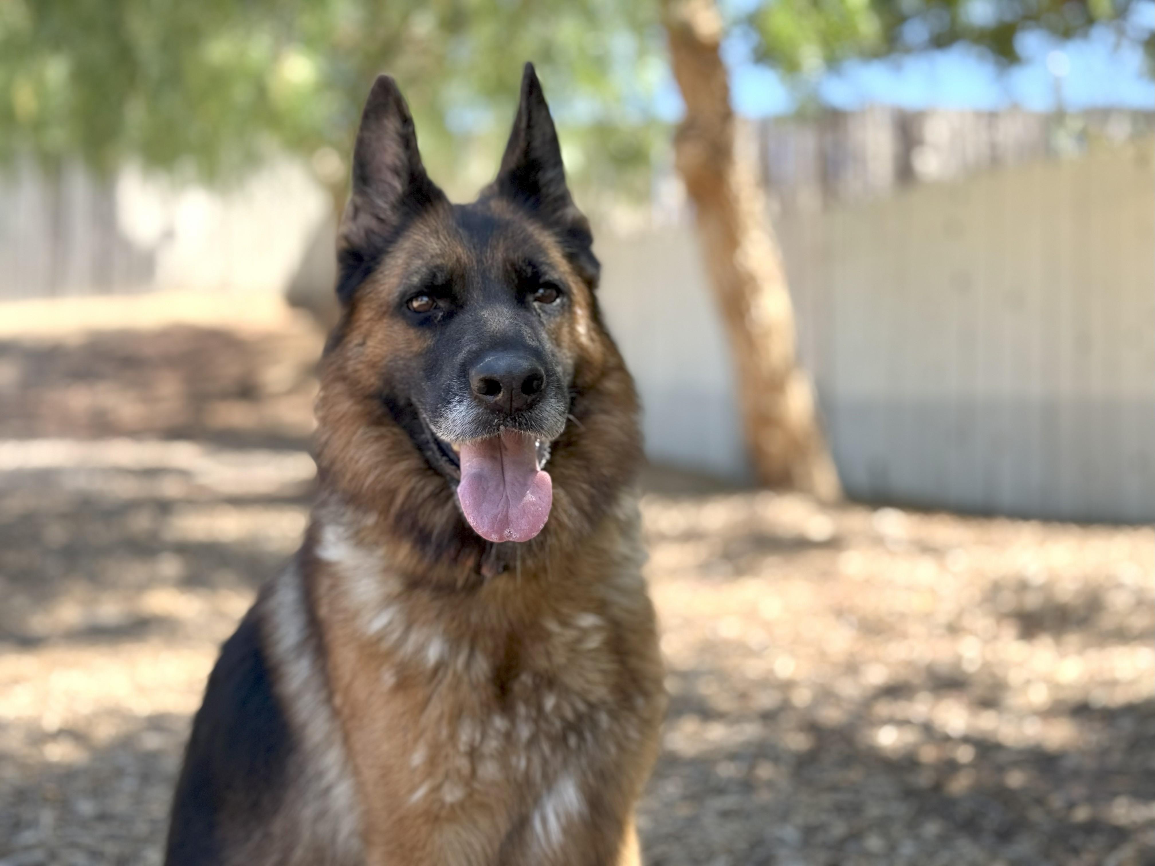 Bianca, Adoptable, Adult Female German Shepherd Dog.