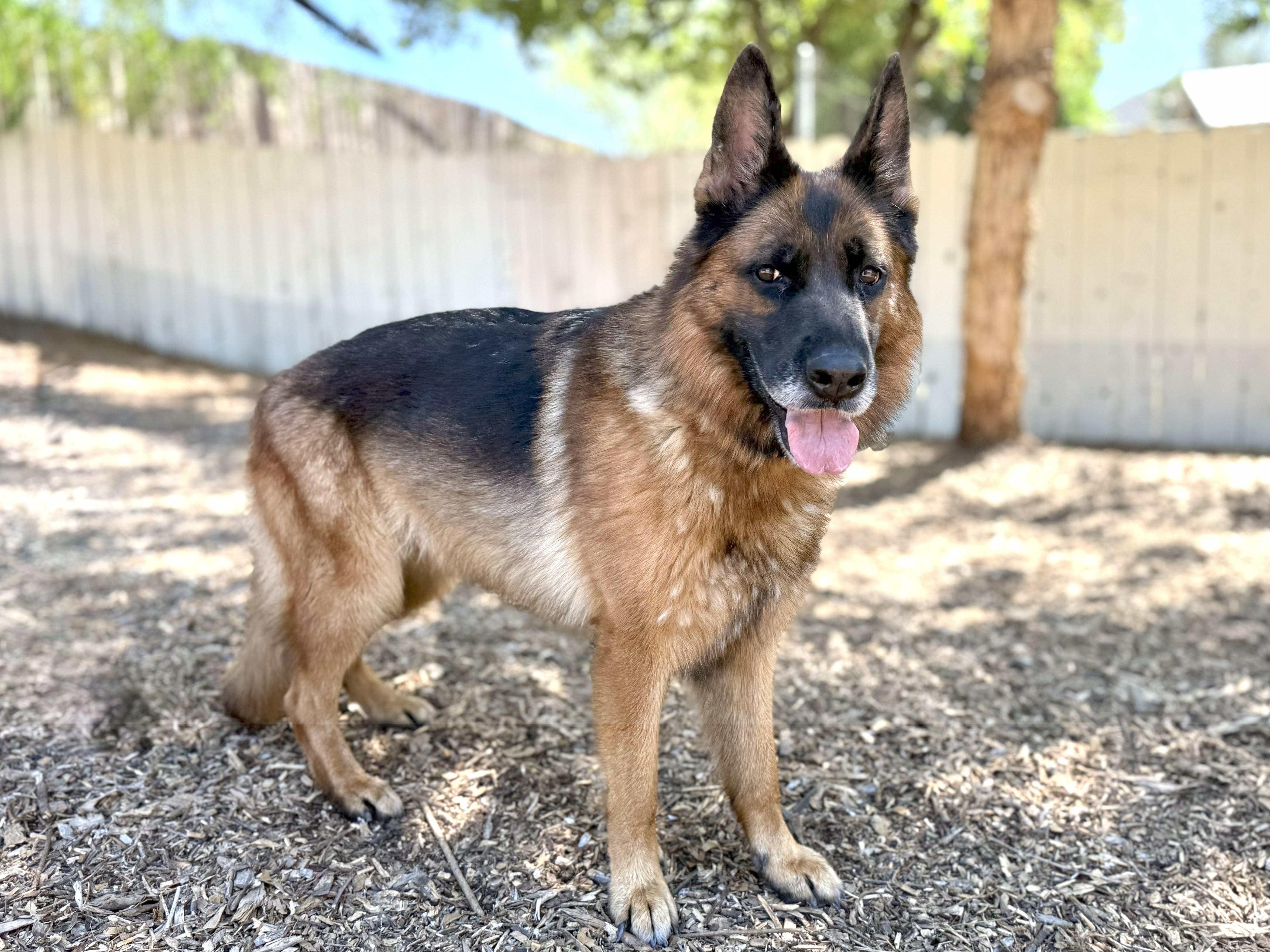 Enlarge Bianca, a Adoptable German Shepherd Dog in San Diego, CA image 2/2