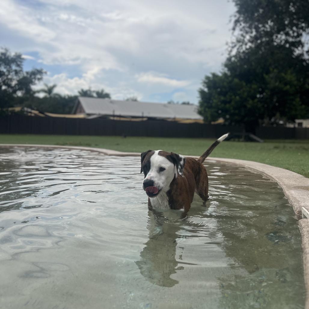 Enlarge Maddox aka Madagascar 7641, a Adoptable mixed breed in LOXAHATCHEE, FL image 1/6