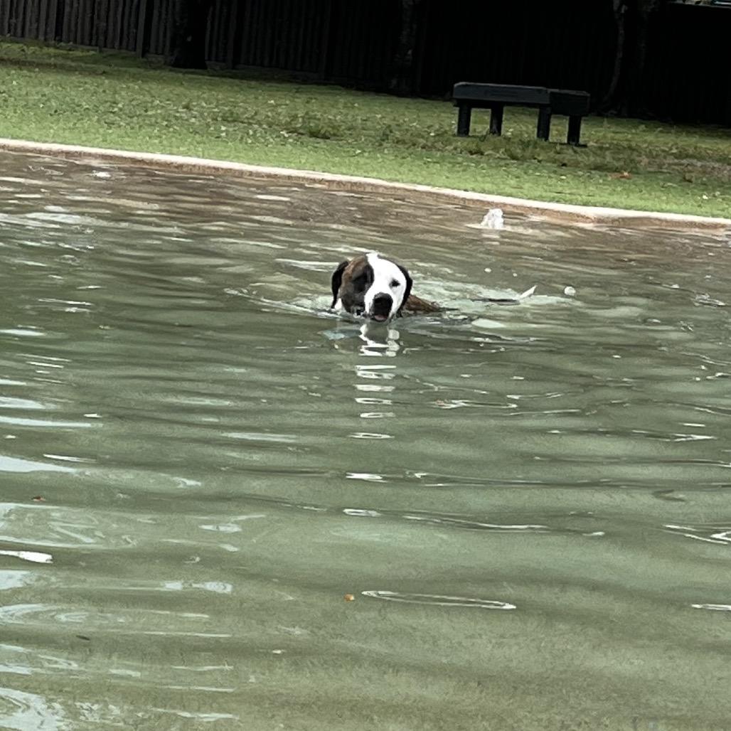 Enlarge Maddox aka Madagascar 7641, a Adoptable mixed breed in LOXAHATCHEE, FL image 2/6