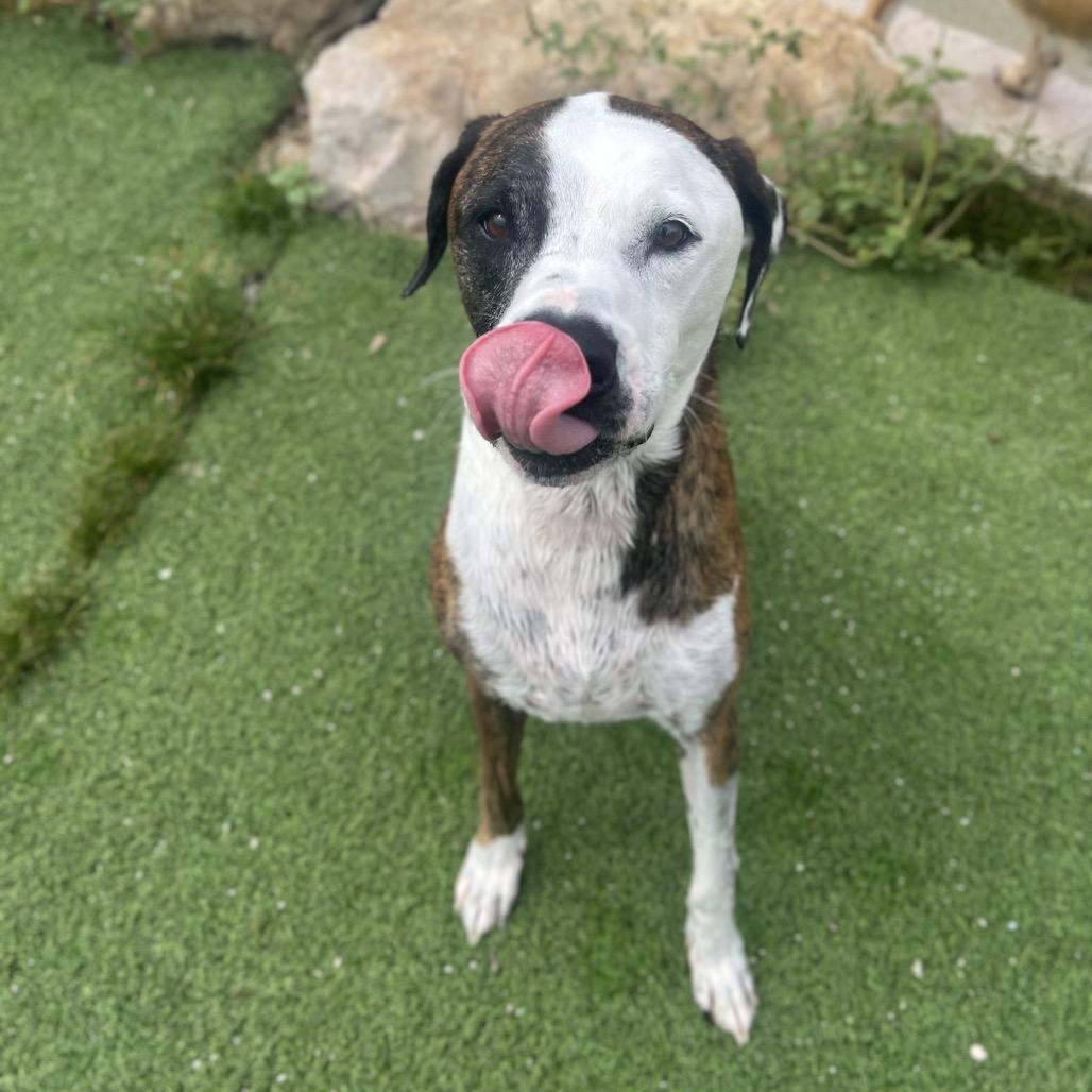 Enlarge Maddox aka Madagascar 7641, a Adoptable mixed breed in LOXAHATCHEE, FL image 3/6