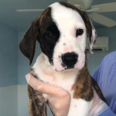 Enlarge Maddox aka Madagascar 7641, a Adoptable mixed breed in LOXAHATCHEE, FL image 4/6
