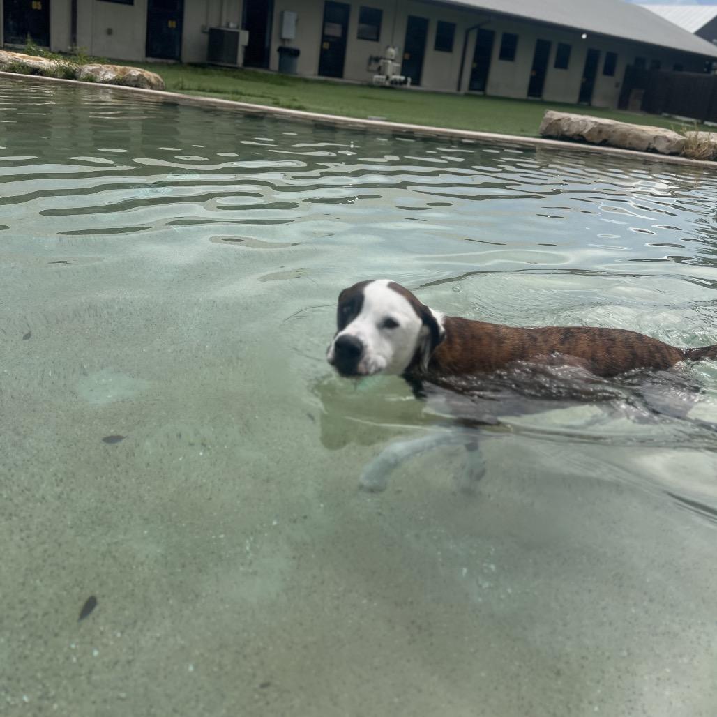 Enlarge Maddox aka Madagascar 7641, a Adoptable mixed breed in LOXAHATCHEE, FL image 5/6