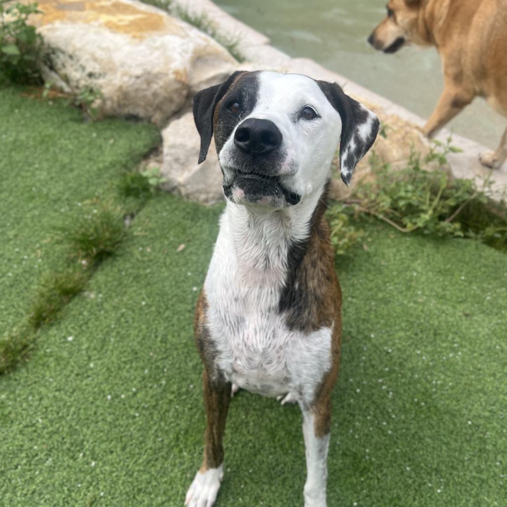 Enlarge Maddox aka Madagascar 7641, a Adoptable mixed breed in LOXAHATCHEE, FL image 6/6