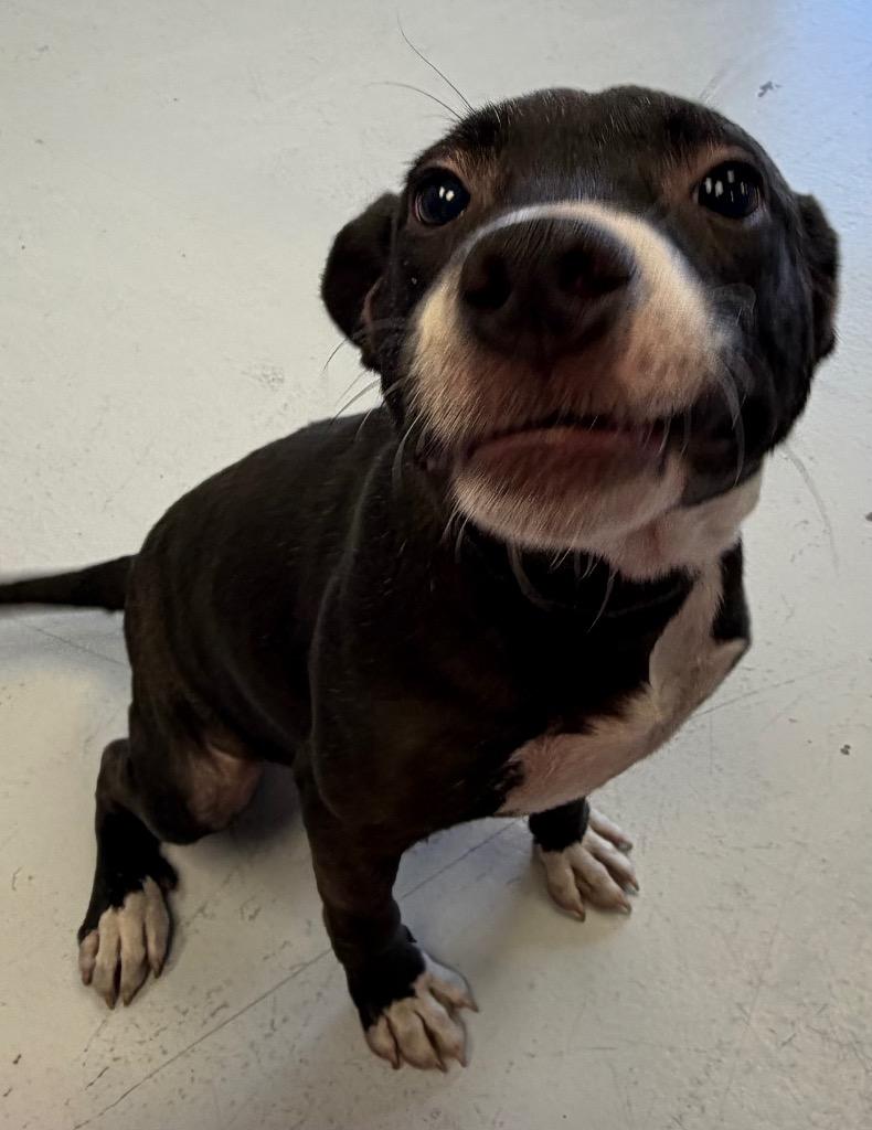 Babe, Adoptable, Puppy Female Pit Bull Terrier.