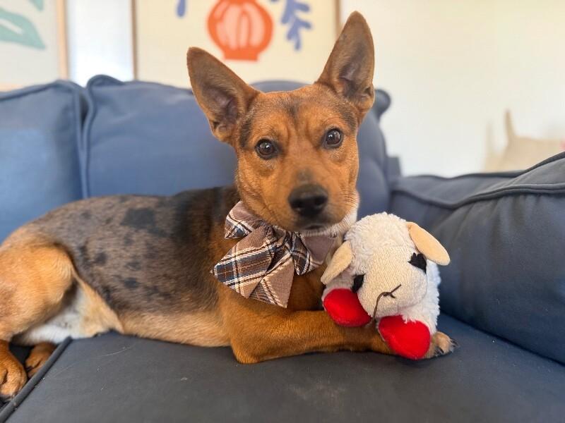 Prince Harry Royalty — thumbnail 5