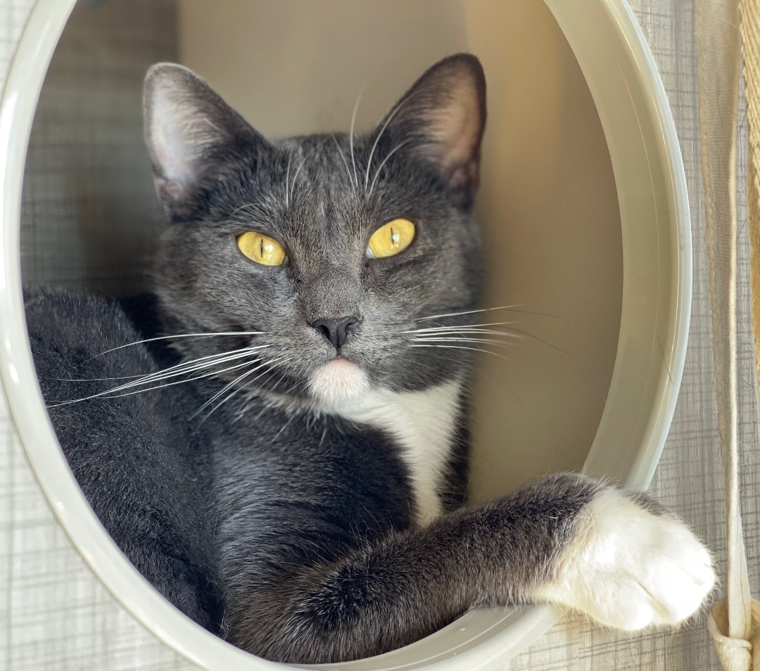 Abba (bonded to Bjork)