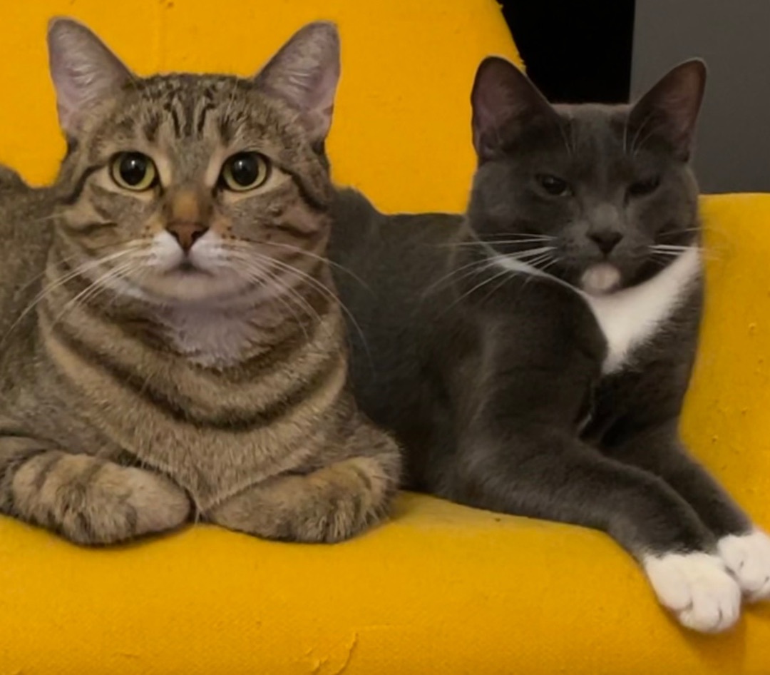 Abba (bonded to Bjork)