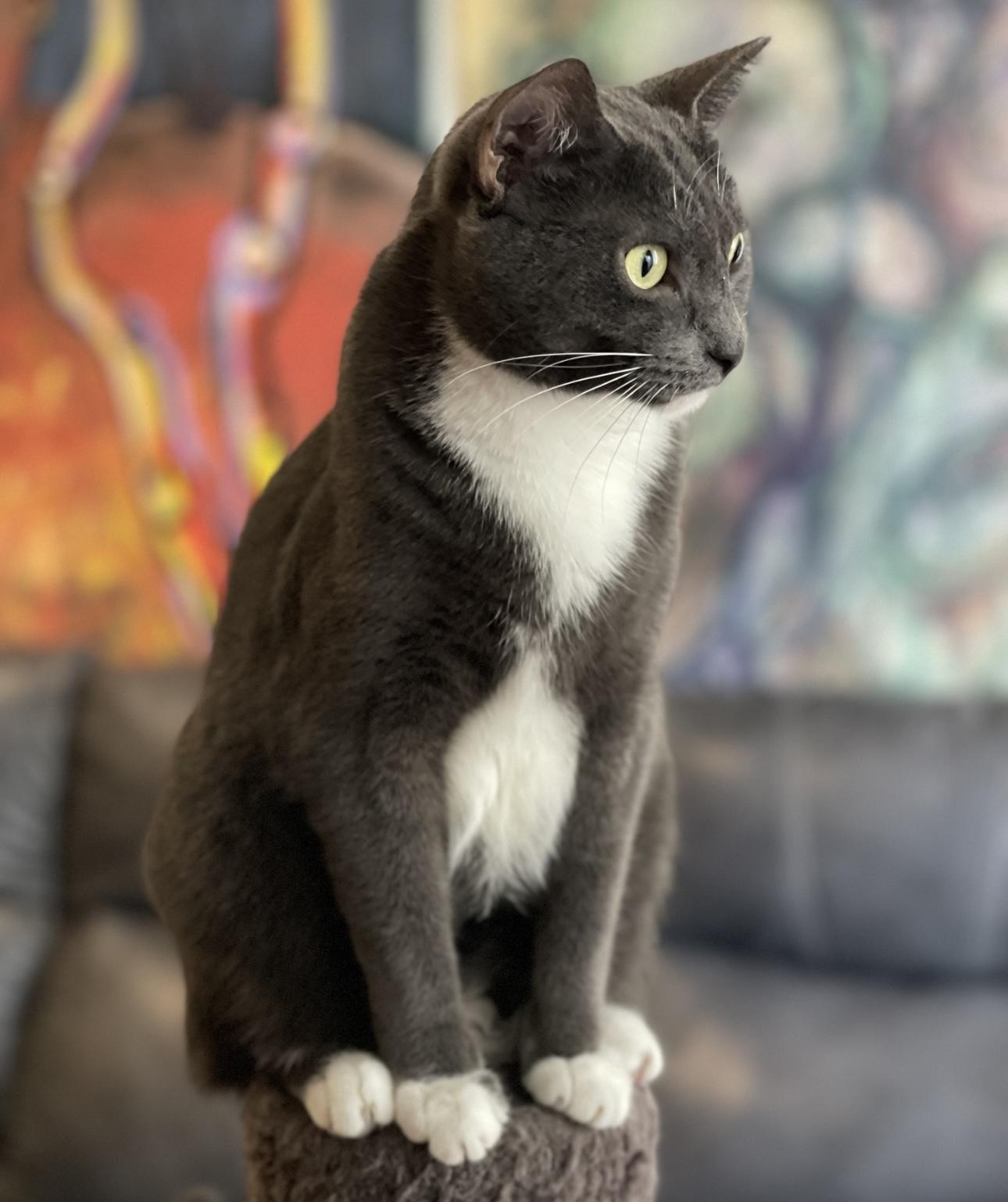 Abba (bonded to Bjork)