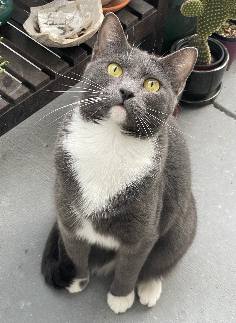 Abba (bonded to Bjork)