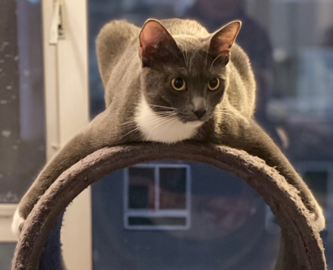 Abba (bonded to Bjork)