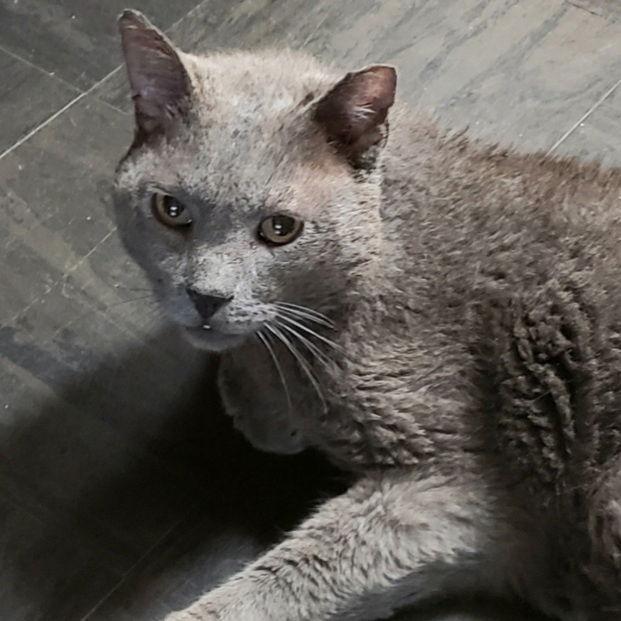 Smokey, a Adoptable mixed breed in Fishkill, NY image 1/3