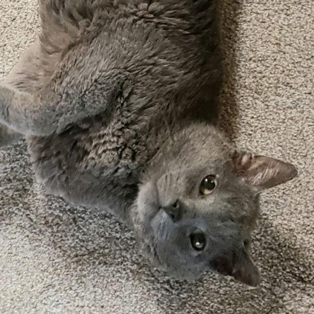 Smokey, a Adoptable mixed breed in Fishkill, NY image 2/3