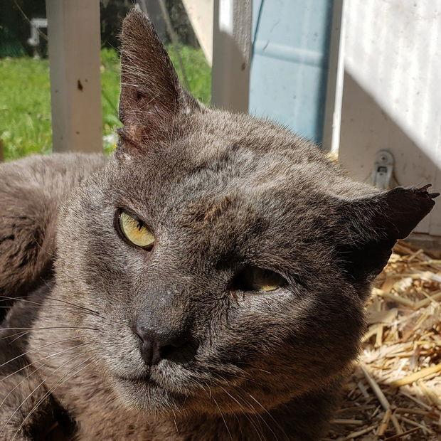 Smokey, a Adoptable mixed breed in Fishkill, NY image 3/3