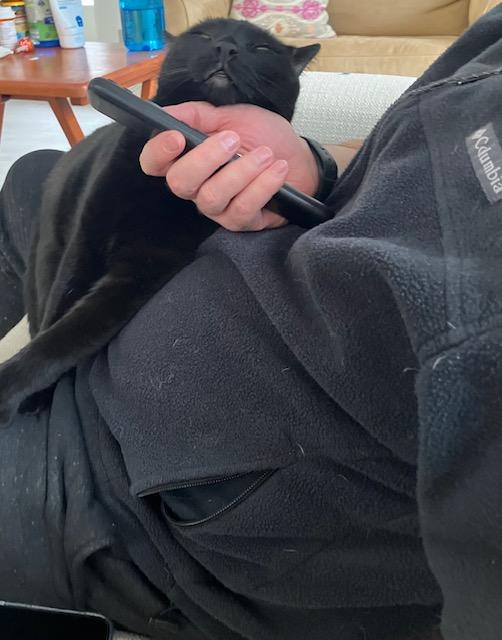 Enlarge Haze - Loves to Cuddle!, a ADOPTABLE Domestic Short Hair in Holland, MI image 4/5