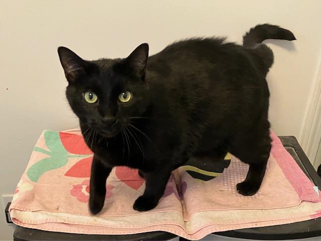 Haze - Playful , ADOPTABLE, Young Male Domestic Short Hair.