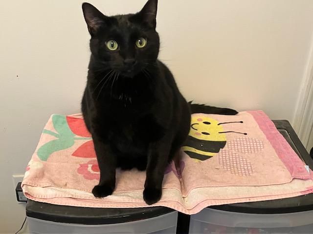 Enlarge Haze - Playful , a ADOPTABLE Domestic Short Hair in Holland, MI image 2/3