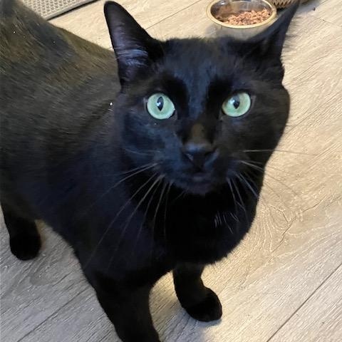 Enlarge Haze - Playful , a ADOPTABLE Domestic Short Hair in Holland, MI image 3/3