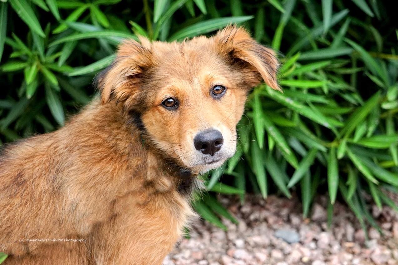 Leia, adopted, Puppy Female Golden Retriever & Australian Shepherd.
