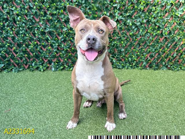 Enlarge FREDRICK, a Adoptable Mixed Breed in West Palm Beach, FL image 1/1