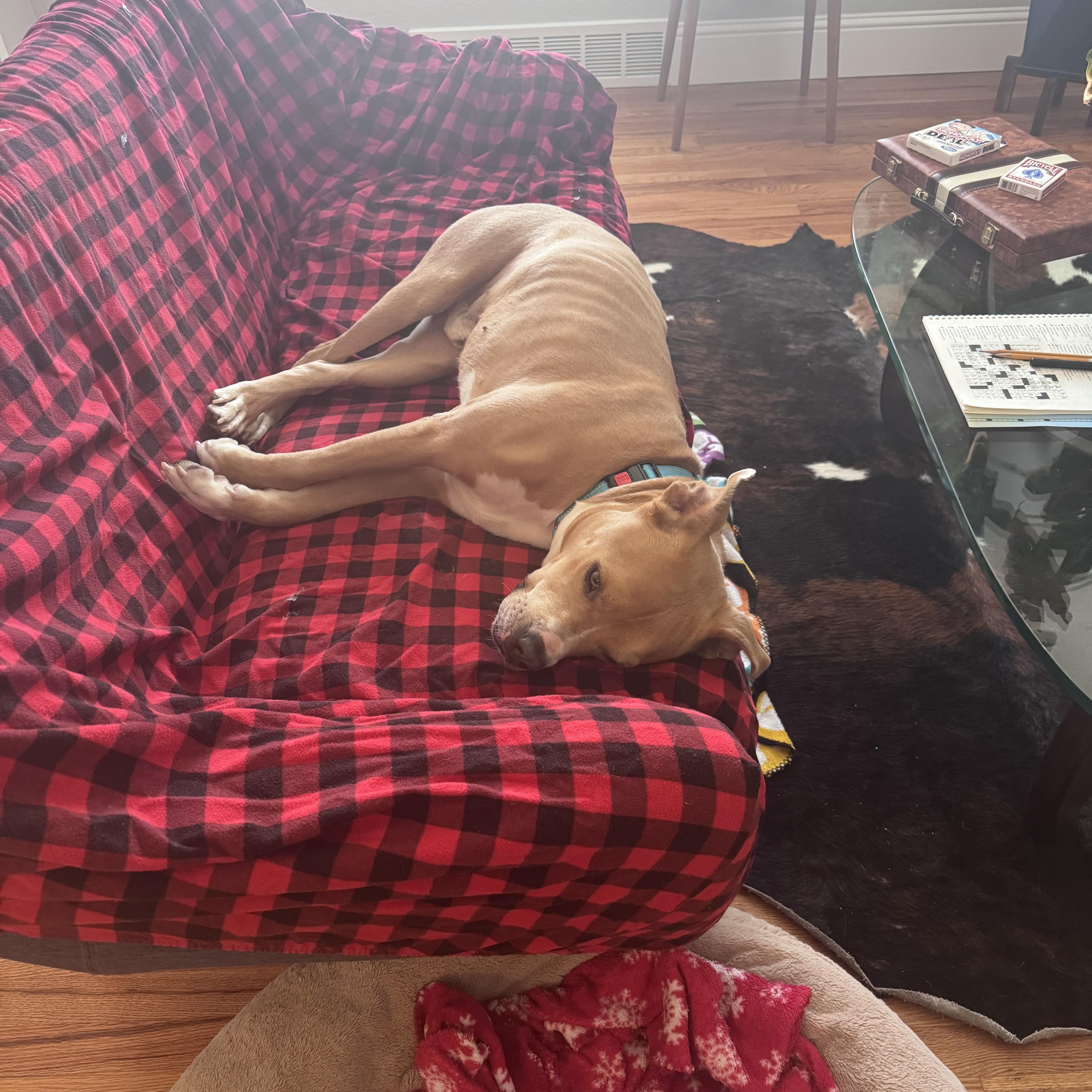 Zippy, a ADOPTABLE mixed breed in Littleton, CO image 4/4