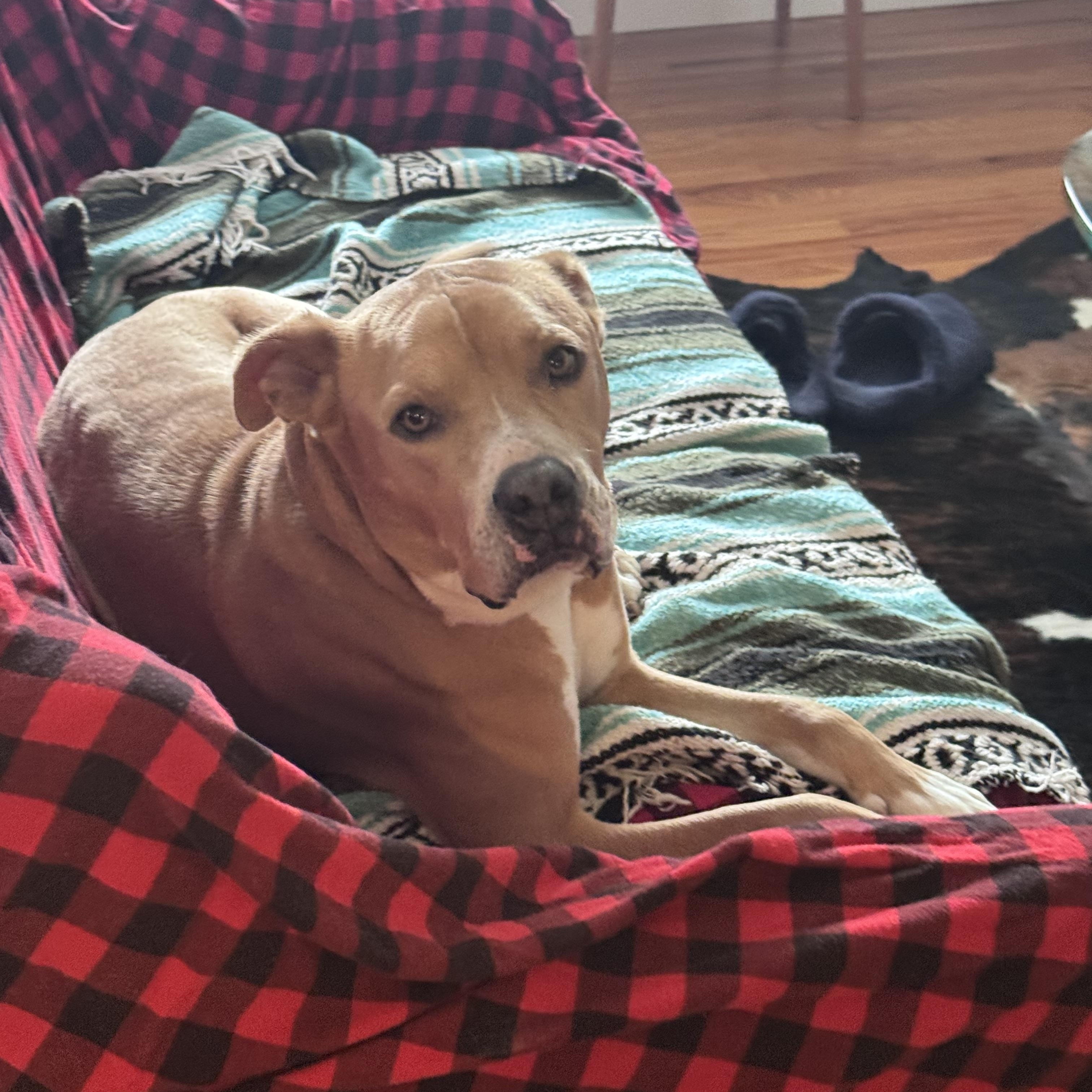 Zippy, a ADOPTABLE mixed breed in Littleton, CO image 3/4