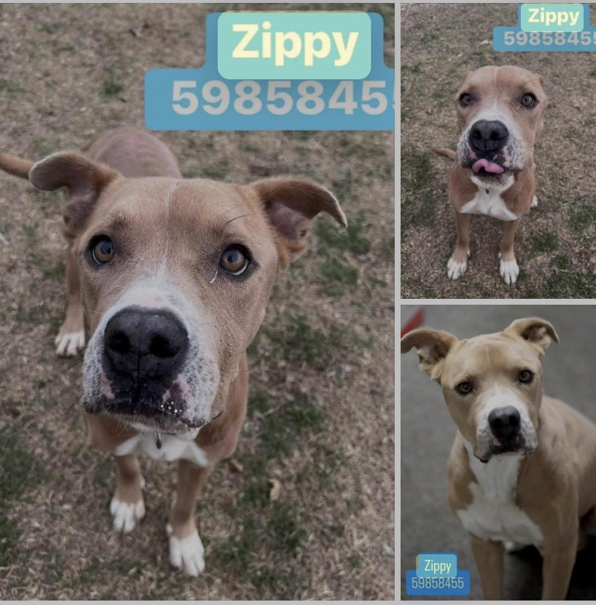 Zippy, ADOPTABLE, Young Male Pit Bull Terrier.
