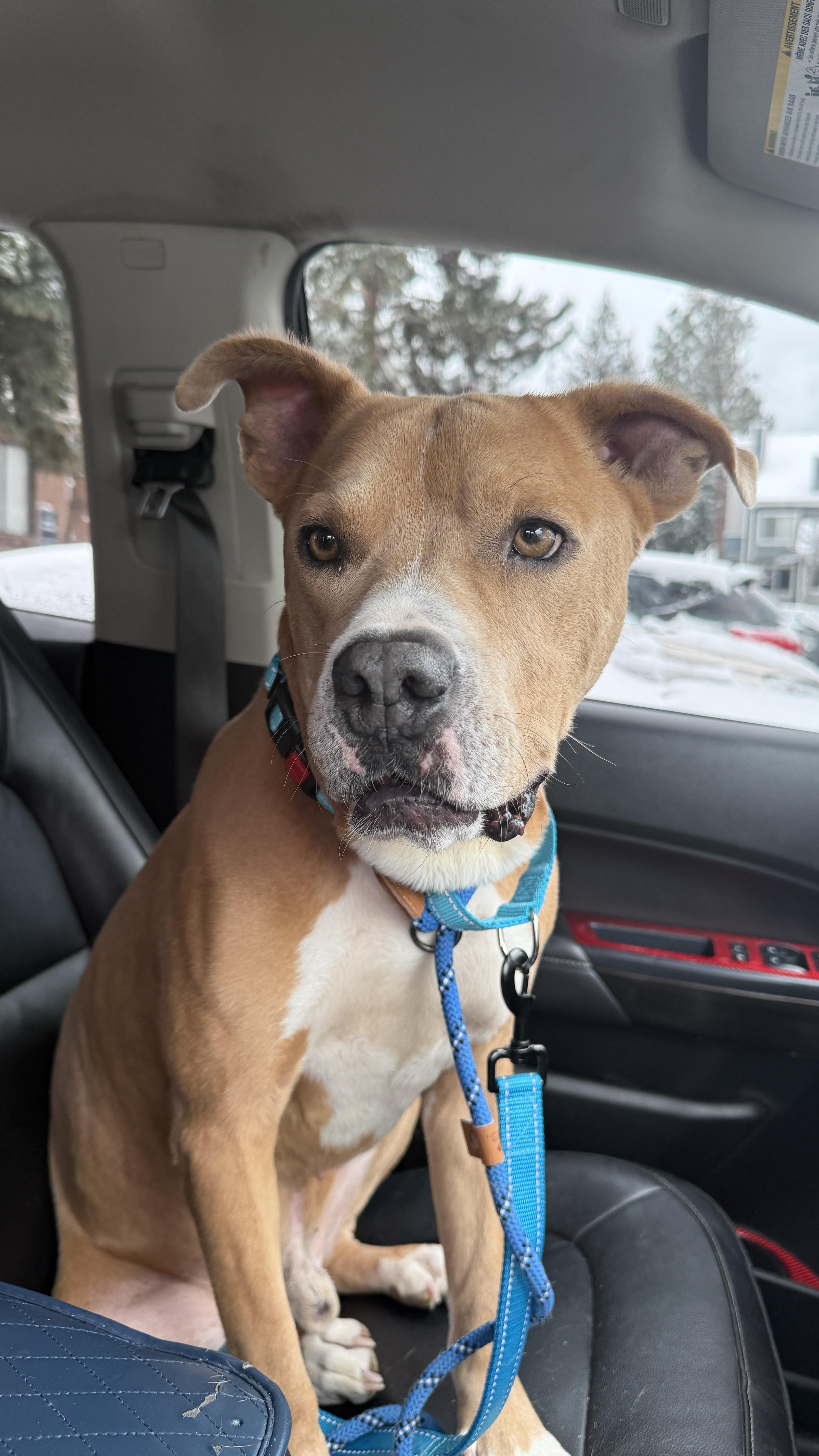 Zippy, a ADOPTABLE mixed breed in Littleton, CO image 1/4