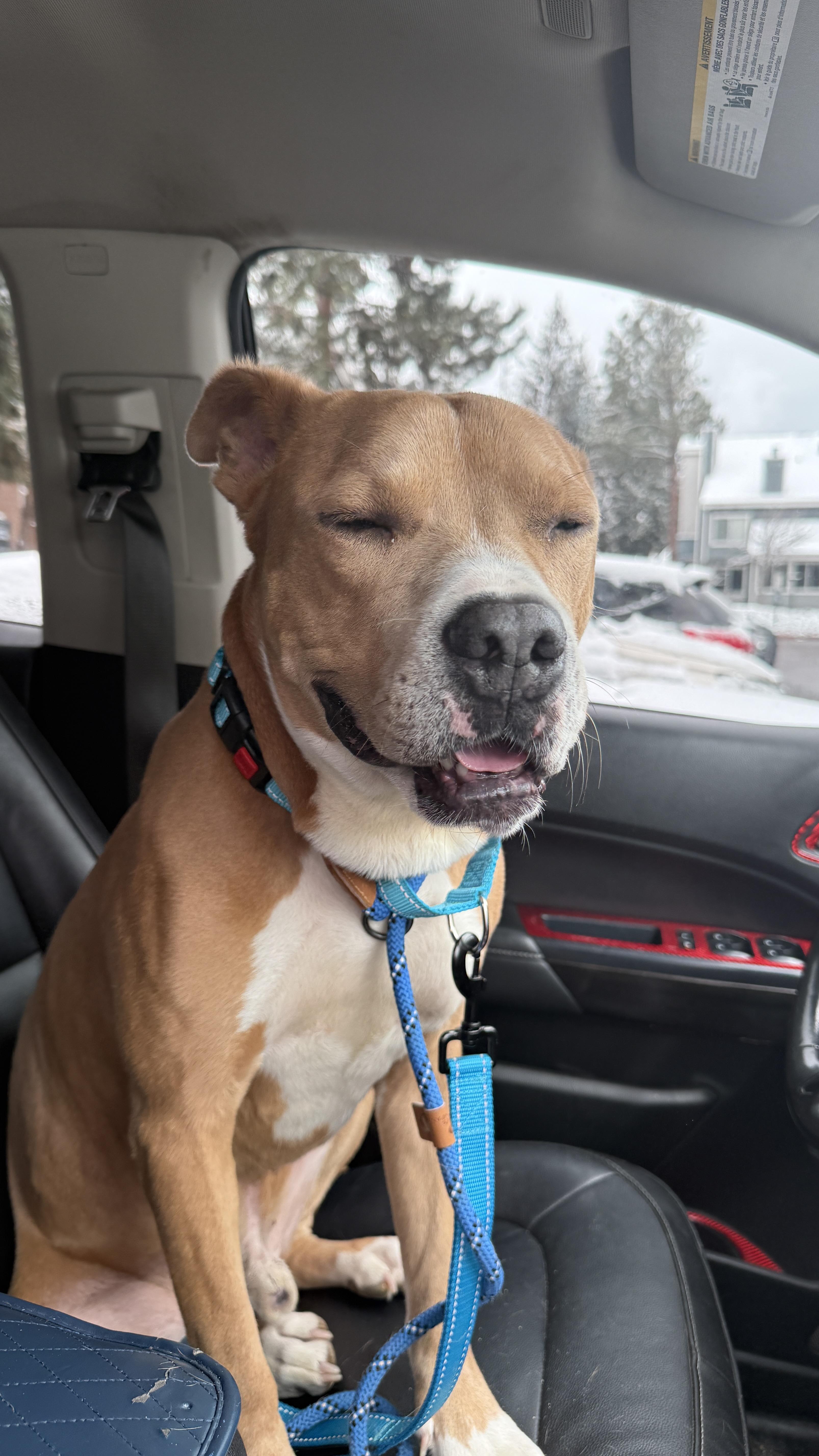 Zippy, a ADOPTABLE mixed breed in Littleton, CO image 2/4