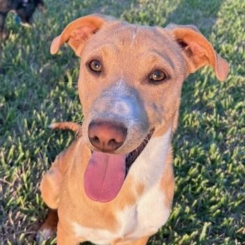 Oliver PC, an adoptable Terrier in Goliad, TX, 77963 | Photo Image 2