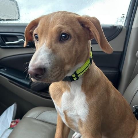 Oliver PC, an adoptable Terrier in Goliad, TX, 77963 | Photo Image 4