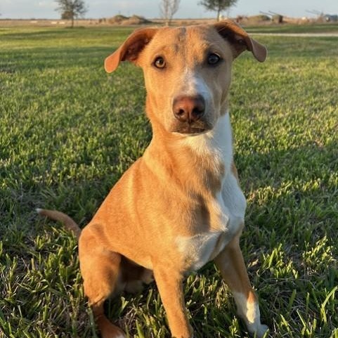 Oliver PC, an adoptable Terrier in Goliad, TX, 77963 | Photo Image 1