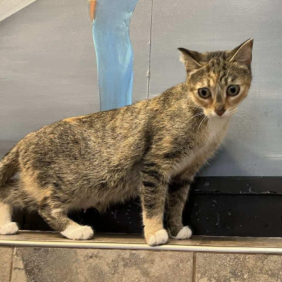 Mittens, an adoptable Dilute Tortoiseshell in Winnipeg, MB, R2C 1P2 | Photo Image 2