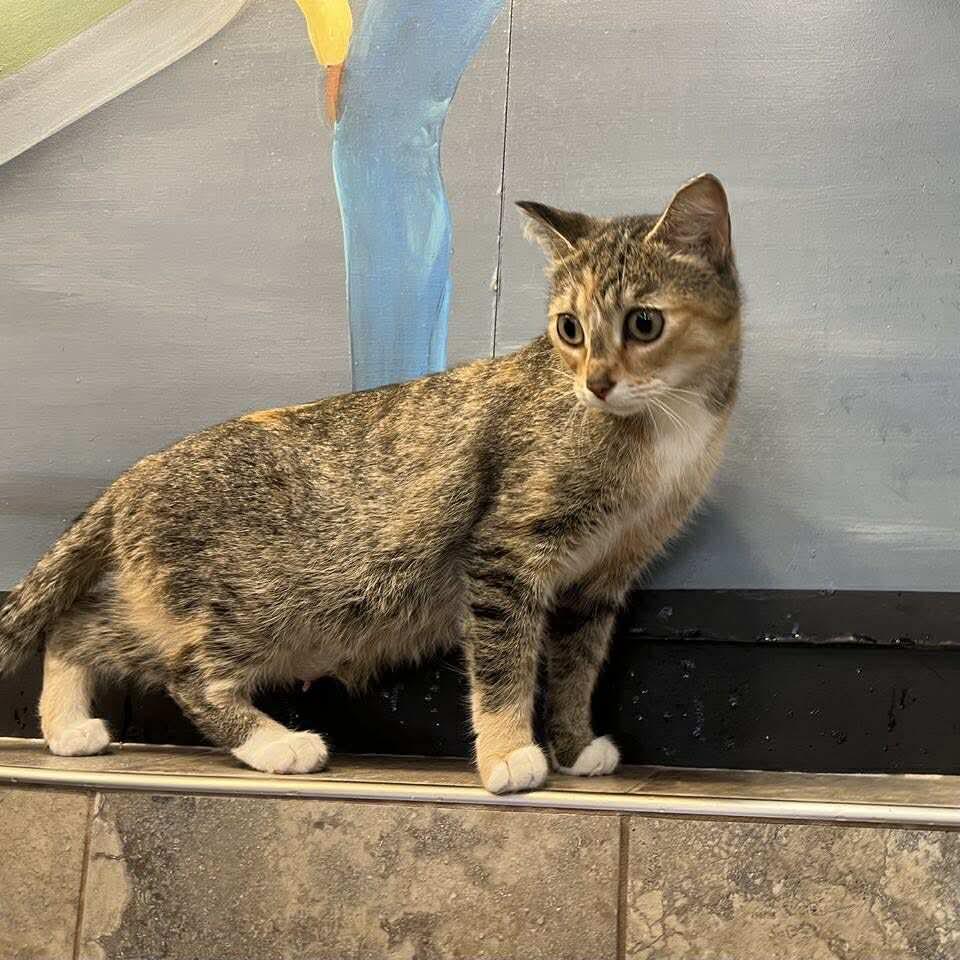 Mittens, an adoptable Dilute Tortoiseshell in Winnipeg, MB, R2C 1P2 | Photo Image 3