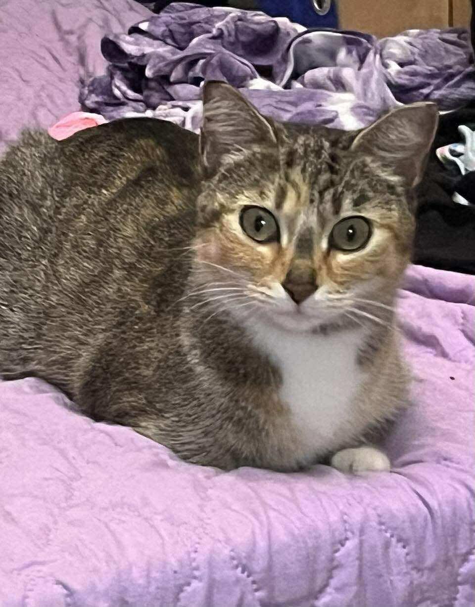 Mittens, an adoptable Dilute Tortoiseshell in Winnipeg, MB, R2C 1P2 | Photo Image 1