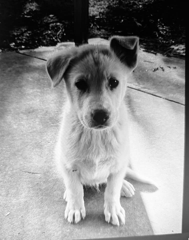 Flash, Adoptable, Puppy Male Shepherd & Husky.