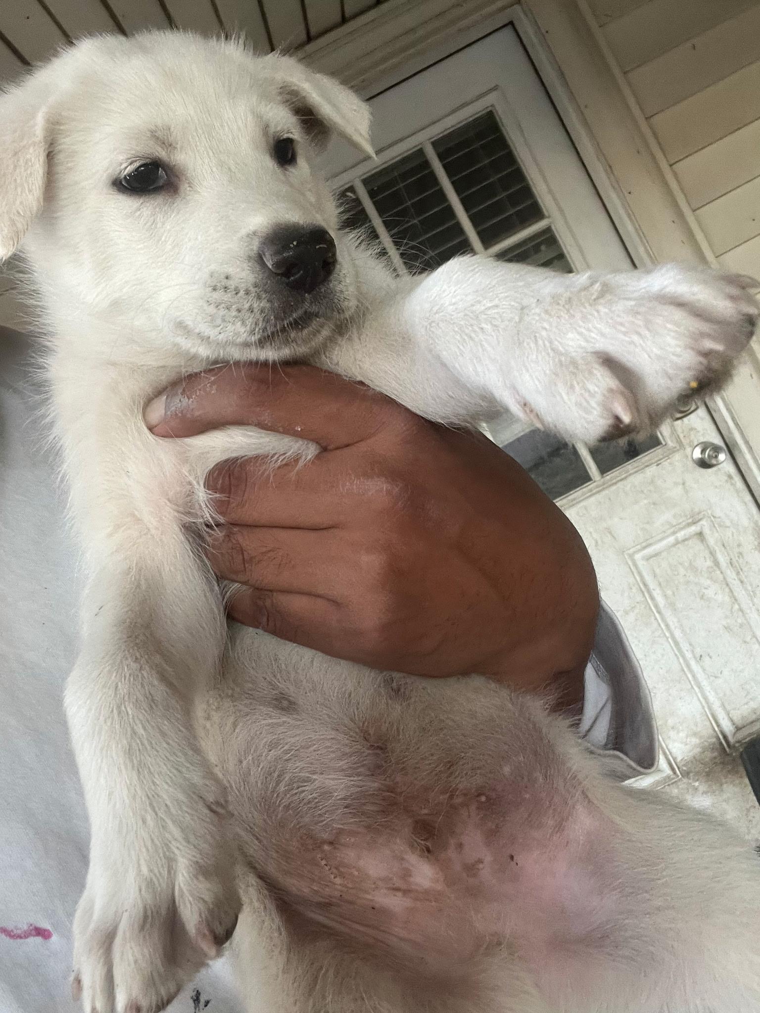 Enlarge Flash, a Adoptable mixed breed in Dallas, TX image 2/2