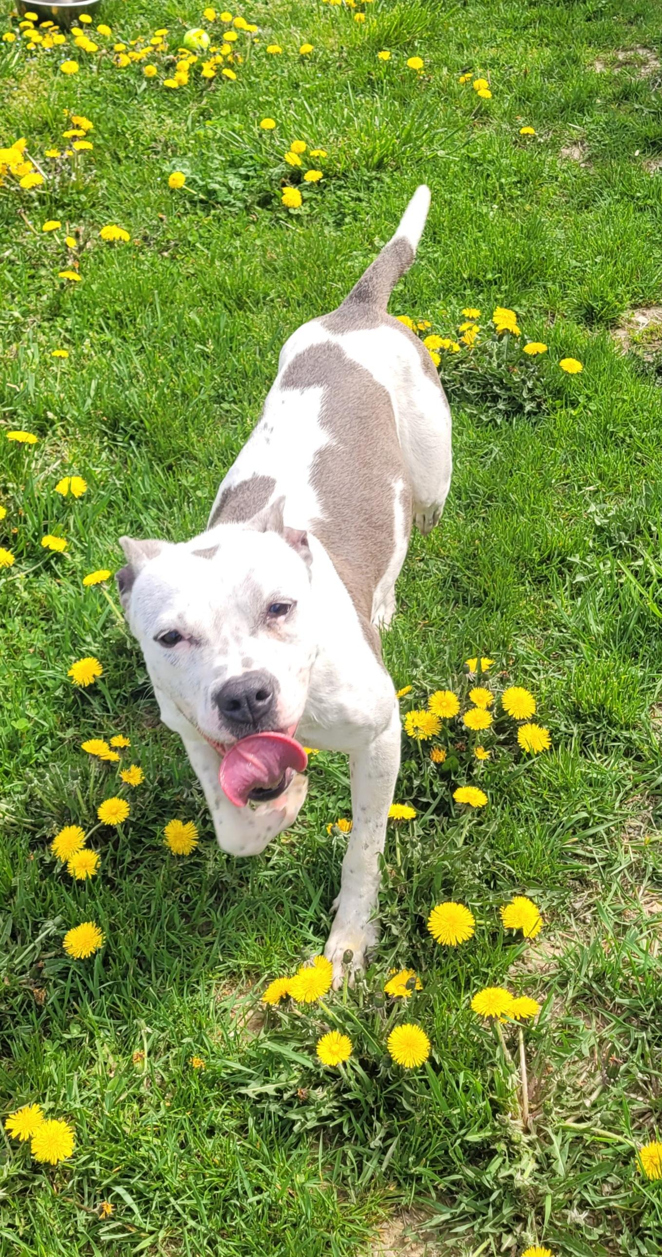 Speckle, Adoptable, Adult Female Mixed Breed.