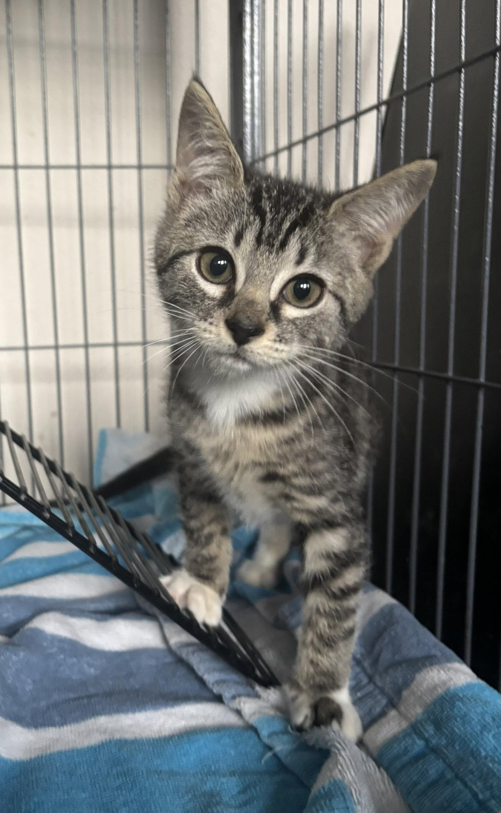 Deere 7.25.26, Adoptable, Kitten Female Domestic Short Hair.